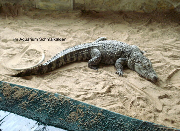 Im Aquarium Schmalkalden