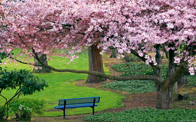 ???? (Park bench with cherry trees)