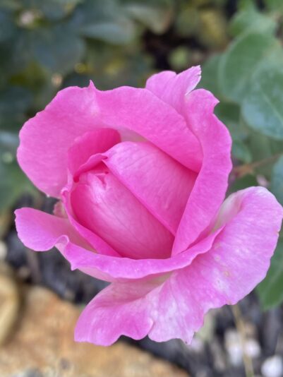 8B4C8FD5-B1A5-45E2-A051-C78C4E46C4E1