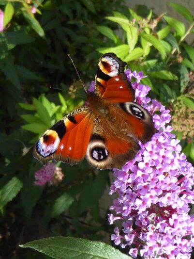 Schmetterlinge 11.9.2015 (72)