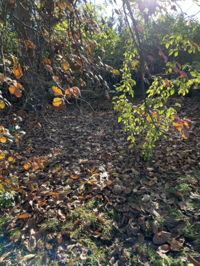 E523D8B9-1B87-4167-8433-A3CFCBF3D2A3