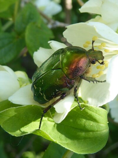 11.6.2021 Freitag bei Karin... (77)