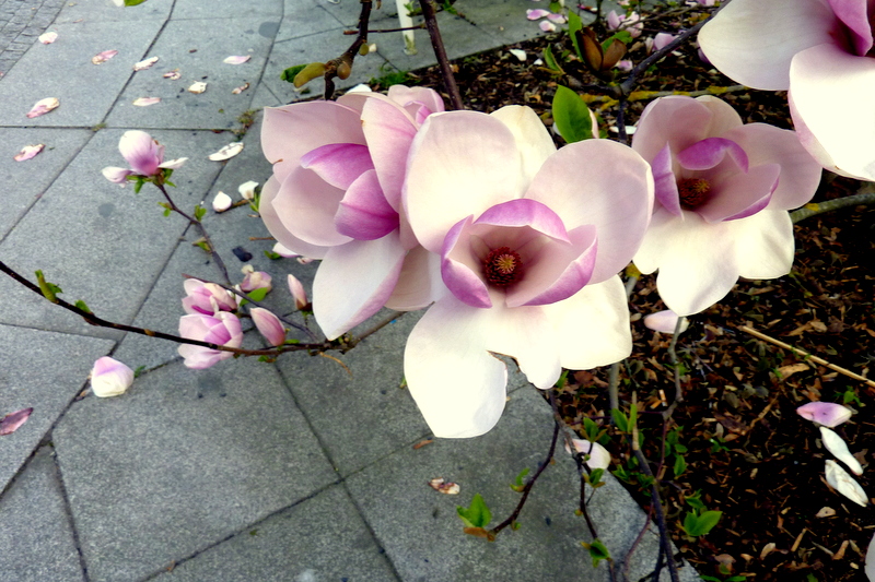 Magnolienblüten im Park in Marienbad am 24.04.2019