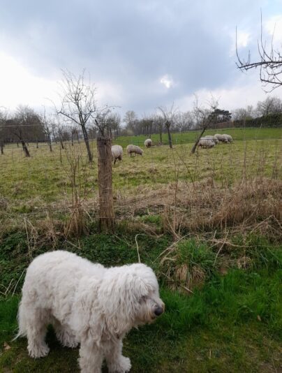 Screenshot_20241101_221503_Gallery