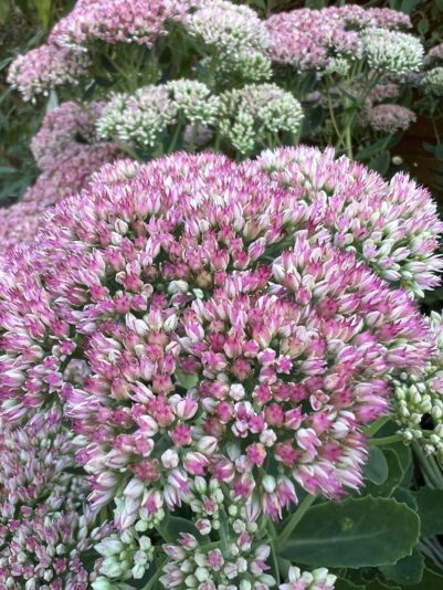 305559196_750387319533512_3234107231743269603_n