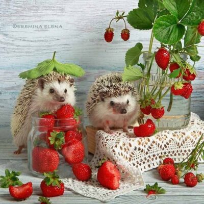 109129046_751997725574362_346195339792001458_n