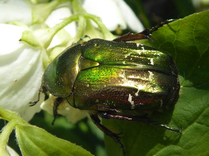 11.6.2021 Freitag bei Karin... (103)