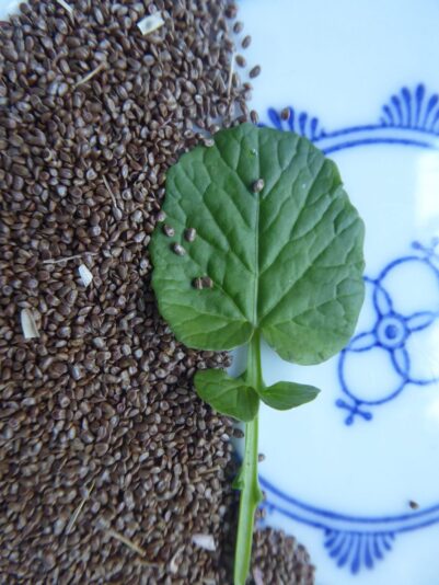 Freittag 3..9.2021 Echtes Barbara Kraut (2)