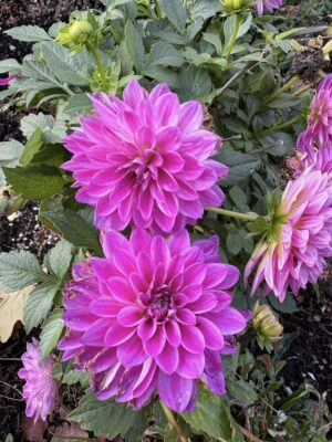 575133453_25256954437268711_2816243741544875350_n