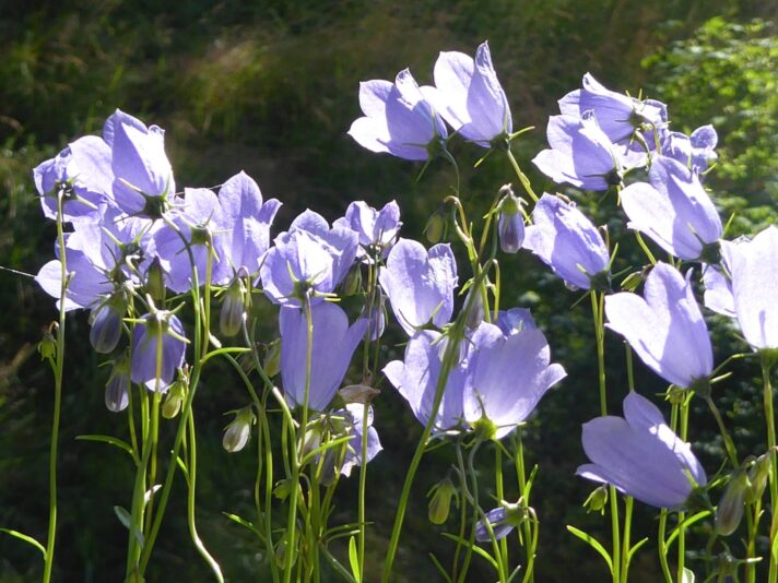 12.7.2021 Montag...früh... (57)