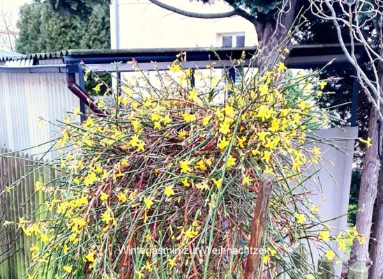 Winterjasmin zur Weihnachtzeit
