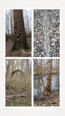 20250207_165629-COLLAGE