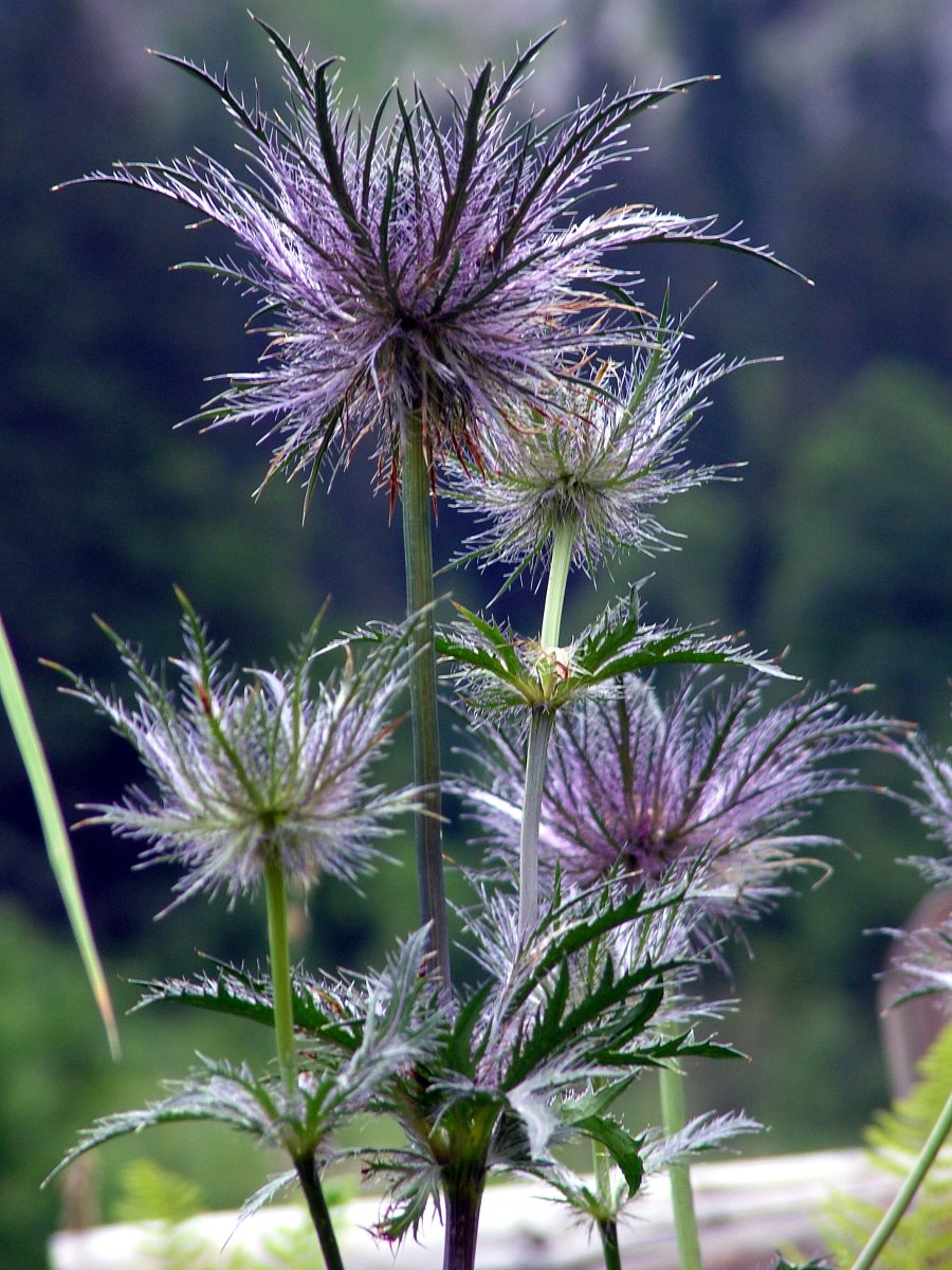 Distel