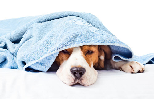 blog-bland-diet.jpg vvv