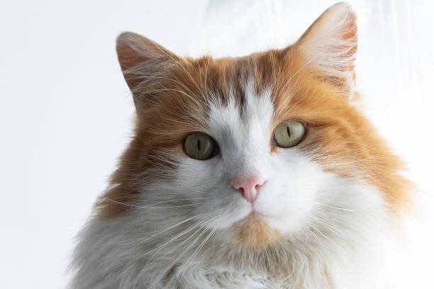 blumenstrauß-sommer