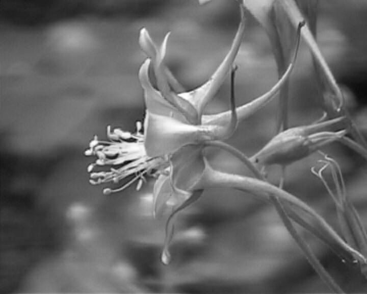 botanischer garten juni 2004 1