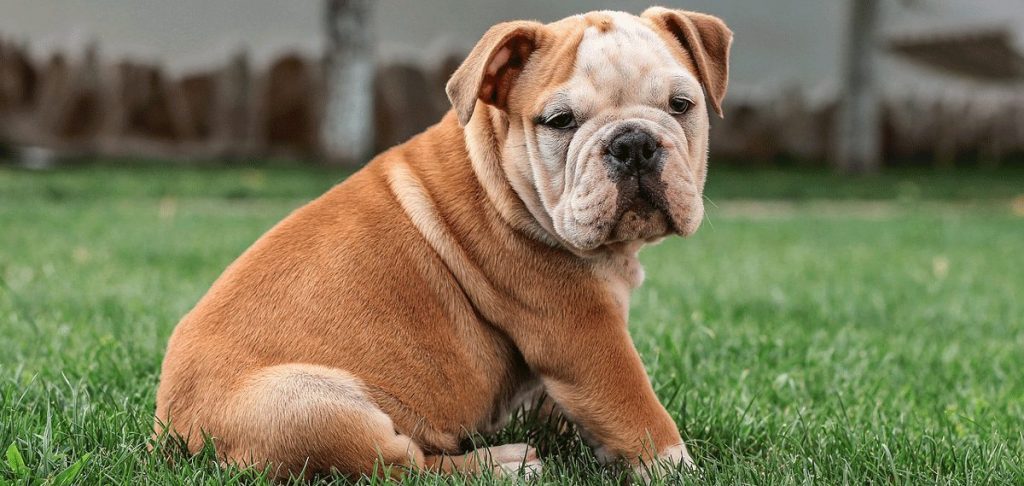 Bulldogge