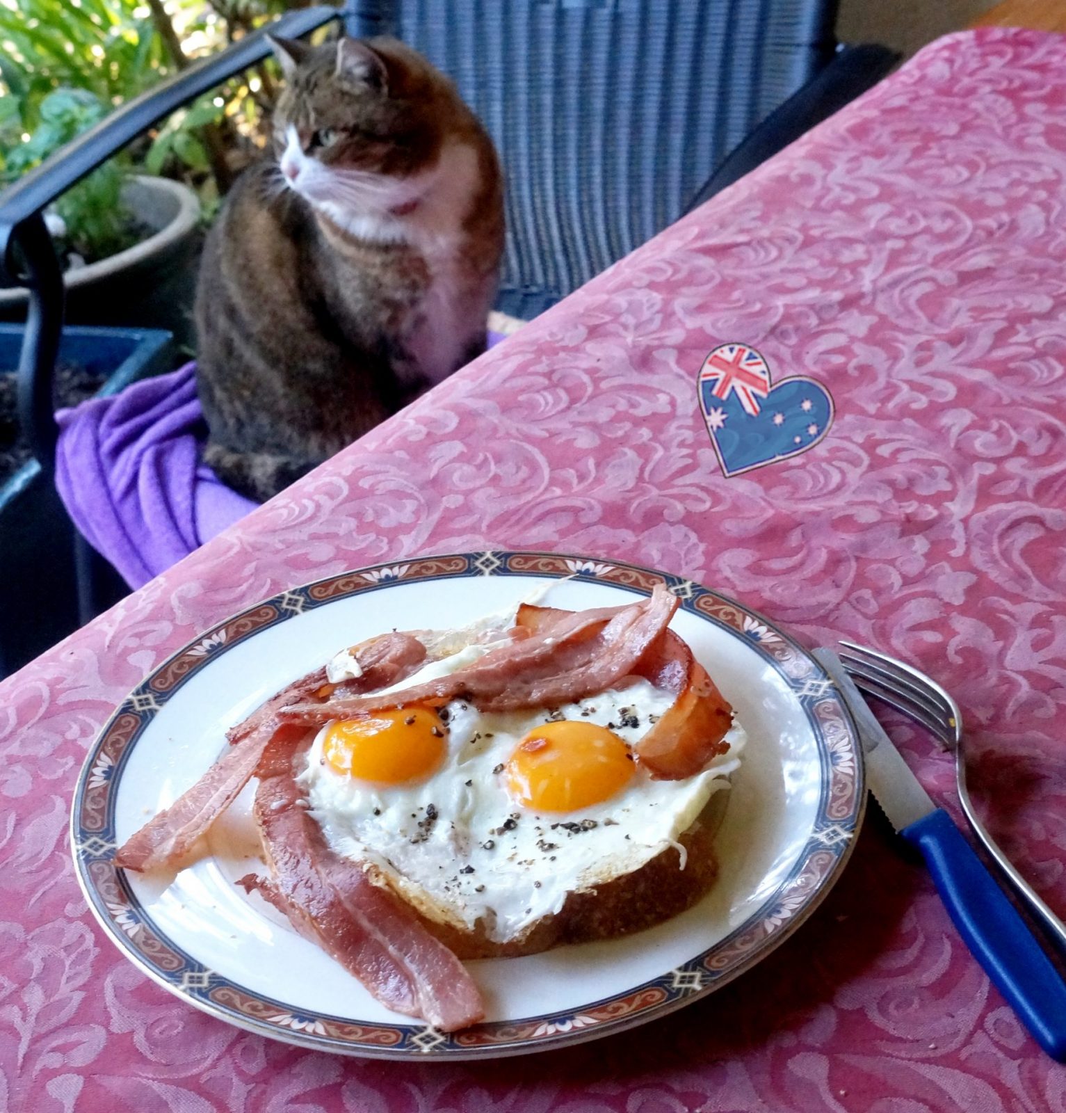 cat brekkie