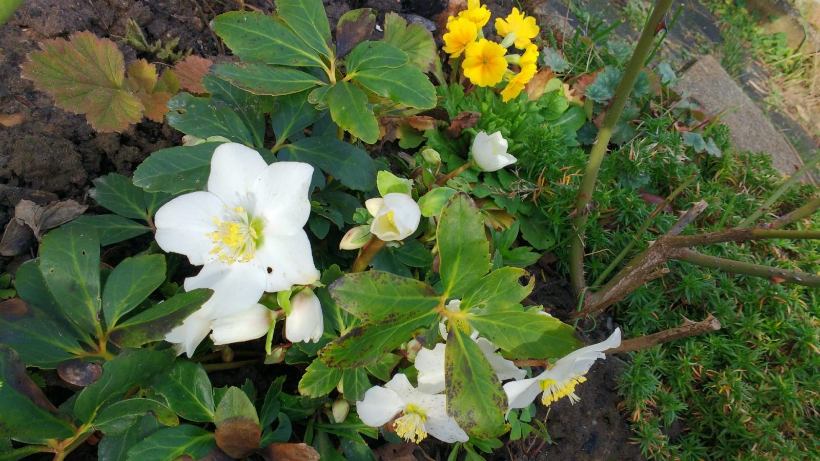 christrose und Primel