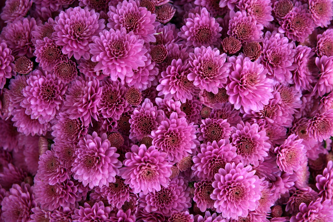 chrysanthemum-1013089_1280
