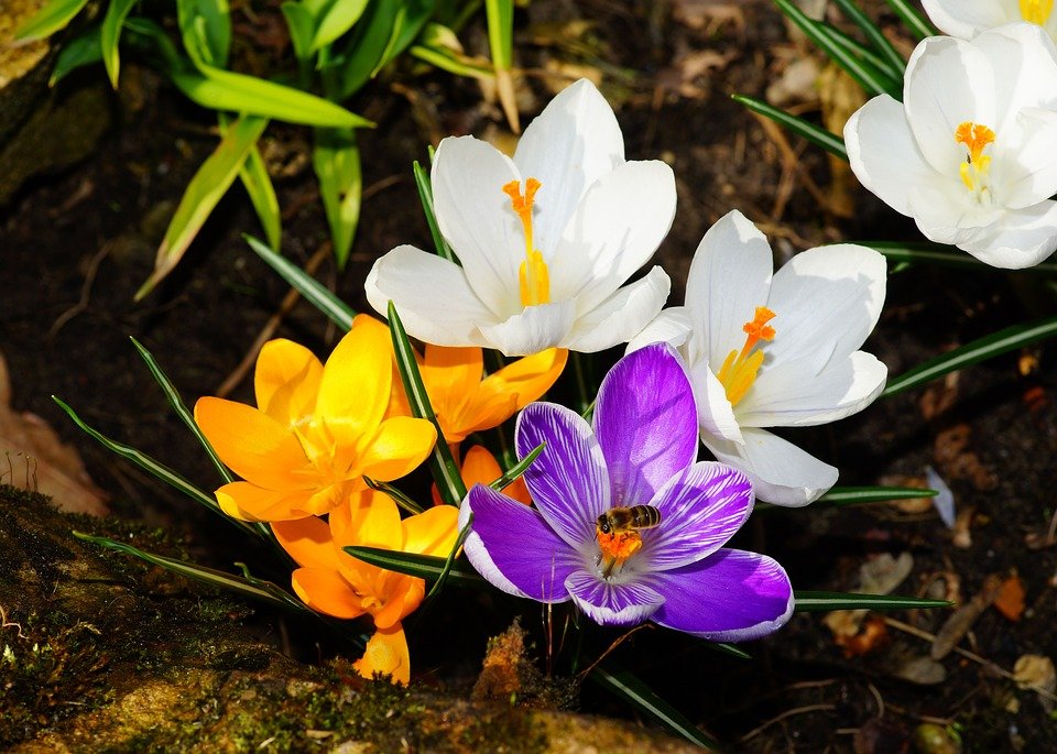 crocus-1281826_960_720