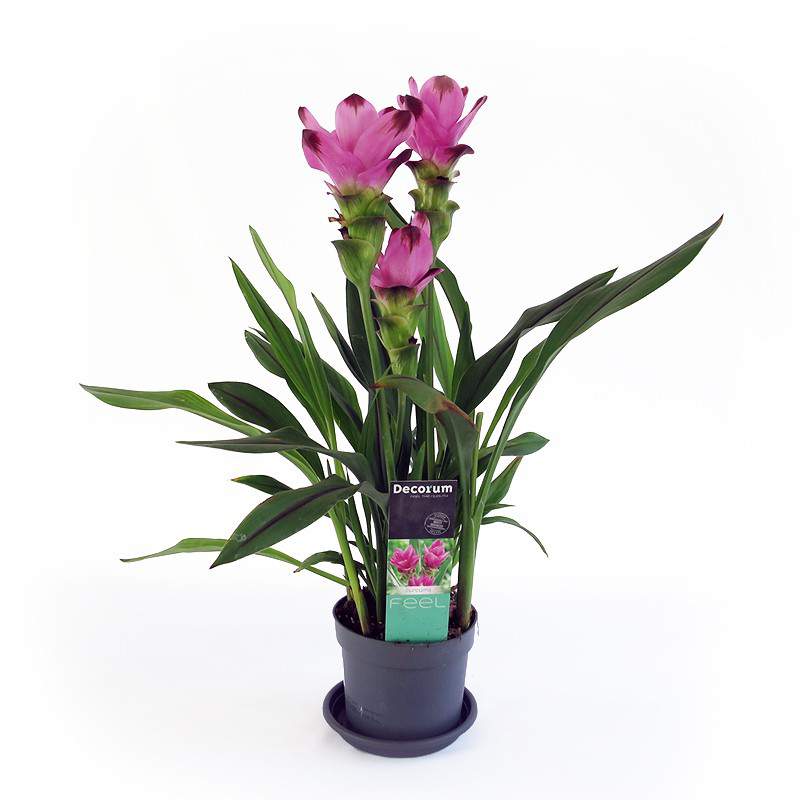 curcuma-vase-14-17cm