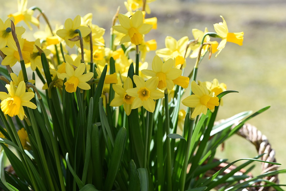 daffodils-716891_960_720