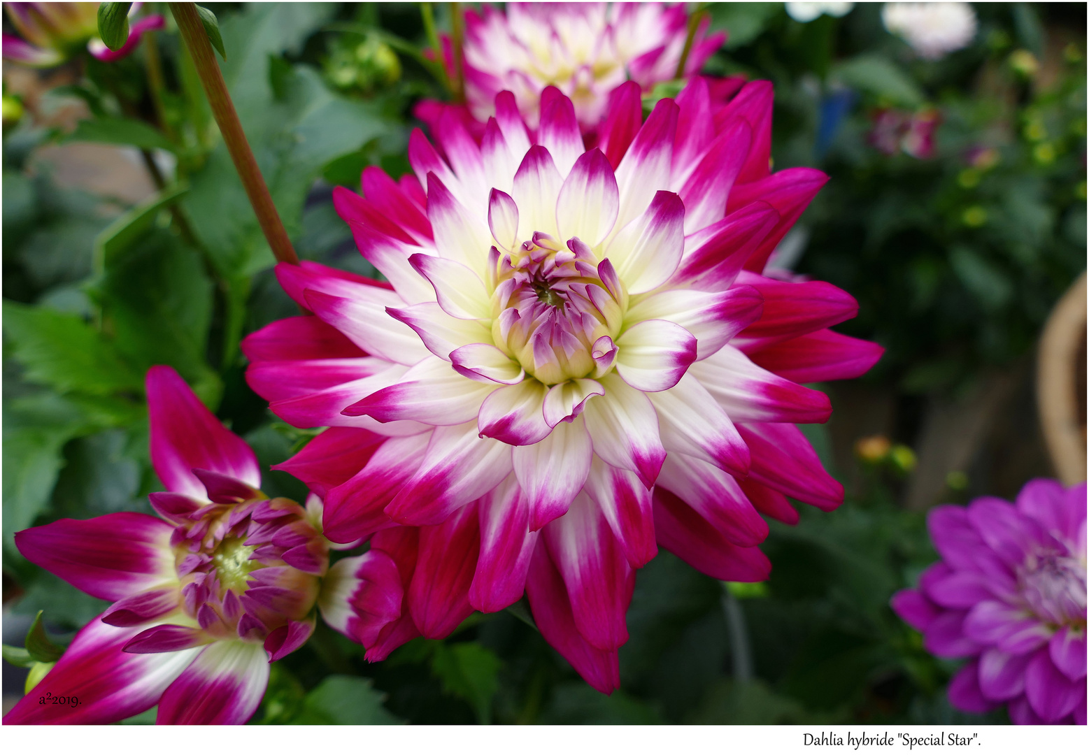 dahlia-2019072-2a18820e-a31f-4d99-8742-2f997e2541f6