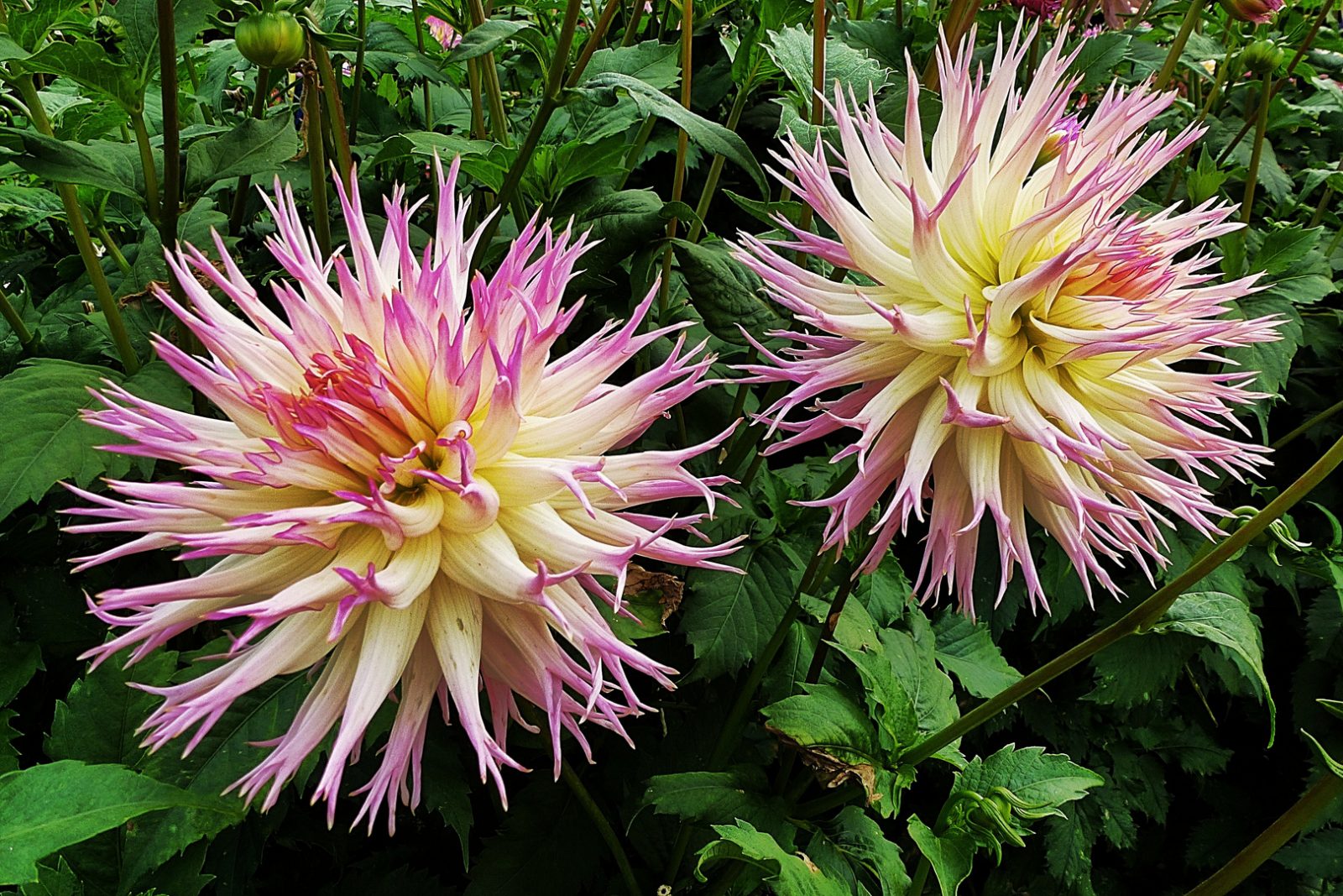 dahlien-44877307-7f84-4716-bf85-6b53f8592191