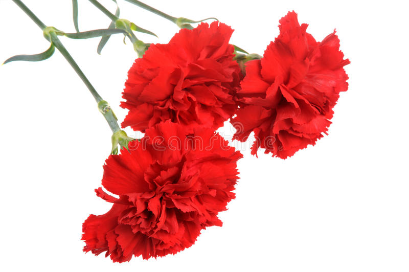 drei-rote-nelken-lokalisiert-40216686