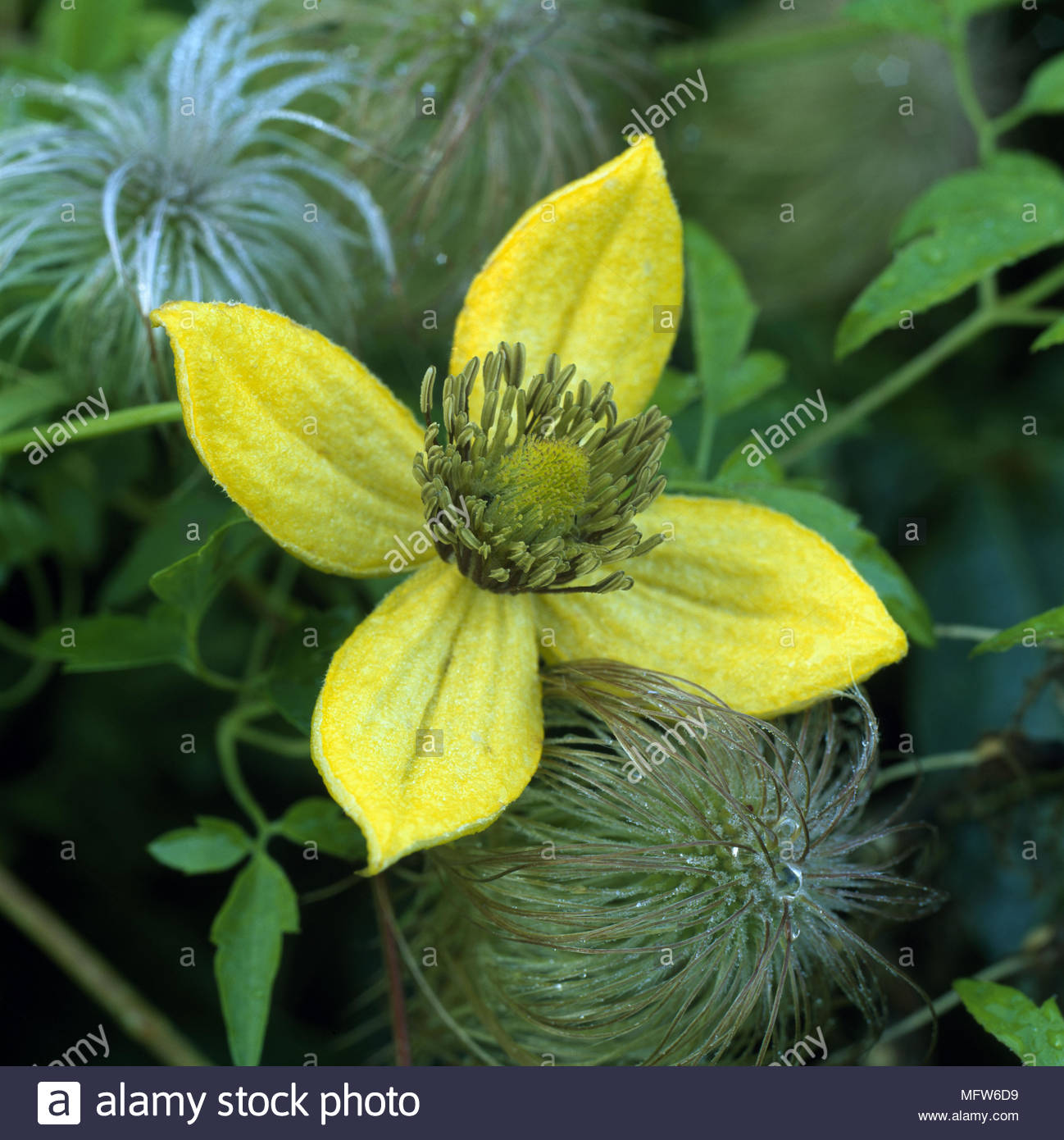 ein-detail-der-kletterpflanze-clematis-corry-gelbe-blute-clematis-ist-allgem