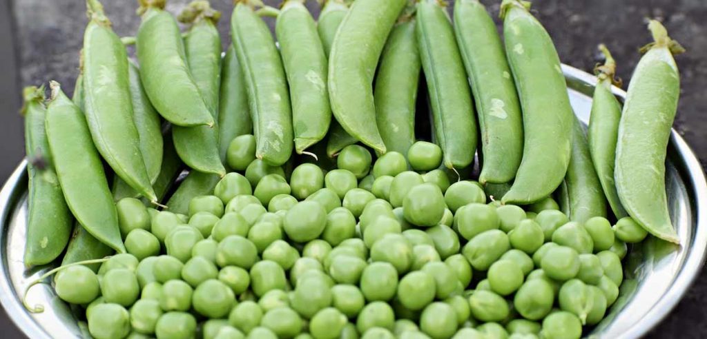 Erbsen sind Hülsenfrüchte