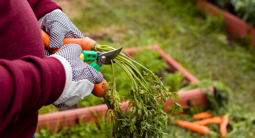 Ernte im Bauerngarten