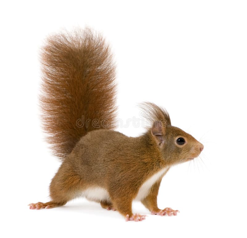eurasian-red-squirrel-sciurus-vulgaris-2-years-5540460