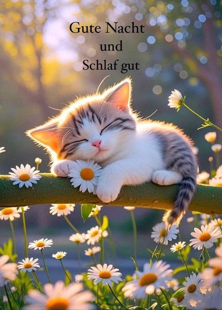 fe885be4-6246-4445-ac9b-8b447f752118