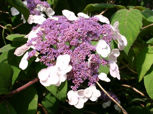 fellhortensie-samthortensie-macrophylla-m008157_h_0@1.5x