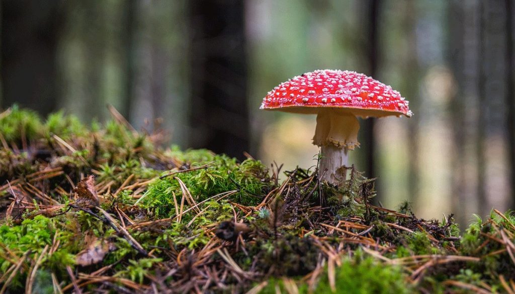 Fliegenpilz im Herbst