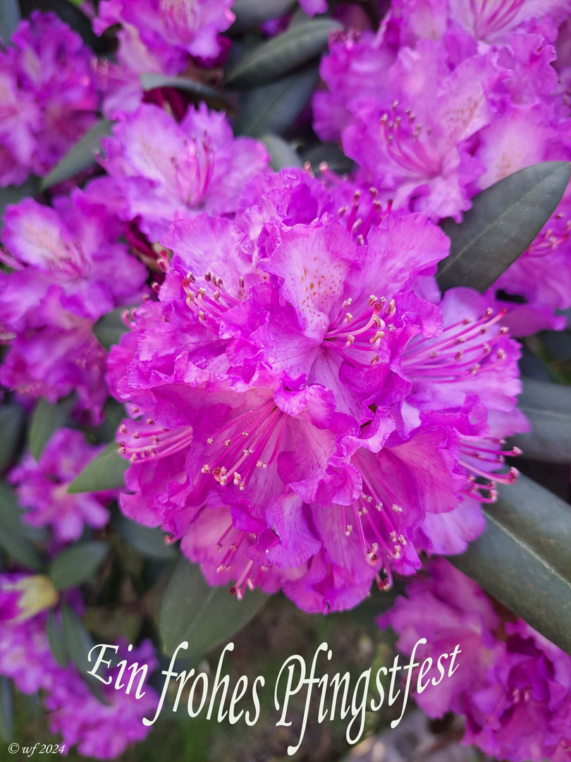 frohe-pfingsten-481aa035-e5f5-481f-9c2d-9e10ea5fc243