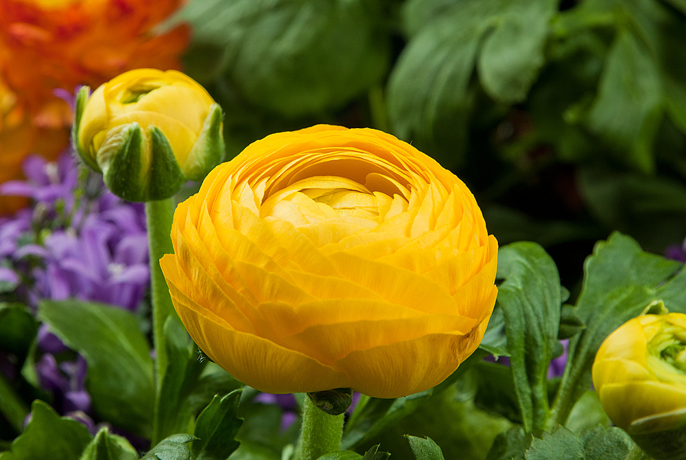 fruehlingsblumen-bbcd9cd8-901d-4ae0-bd1d-05bf8e6109d7