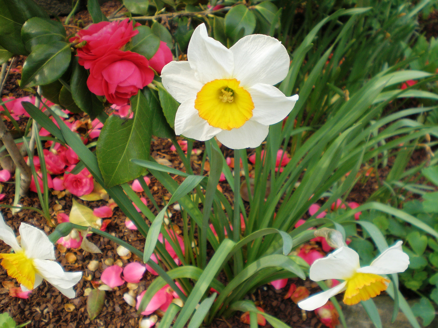 OLYMPUS DIGITAL CAMERA