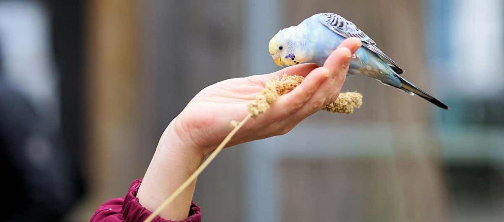 Fütterung eines Wellensitisch