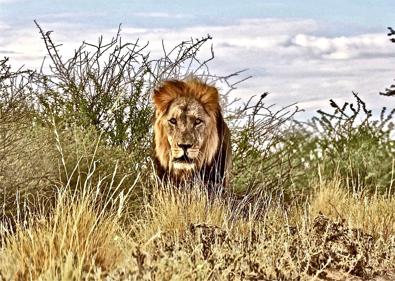 fullsizeoutput_7c4 (3)