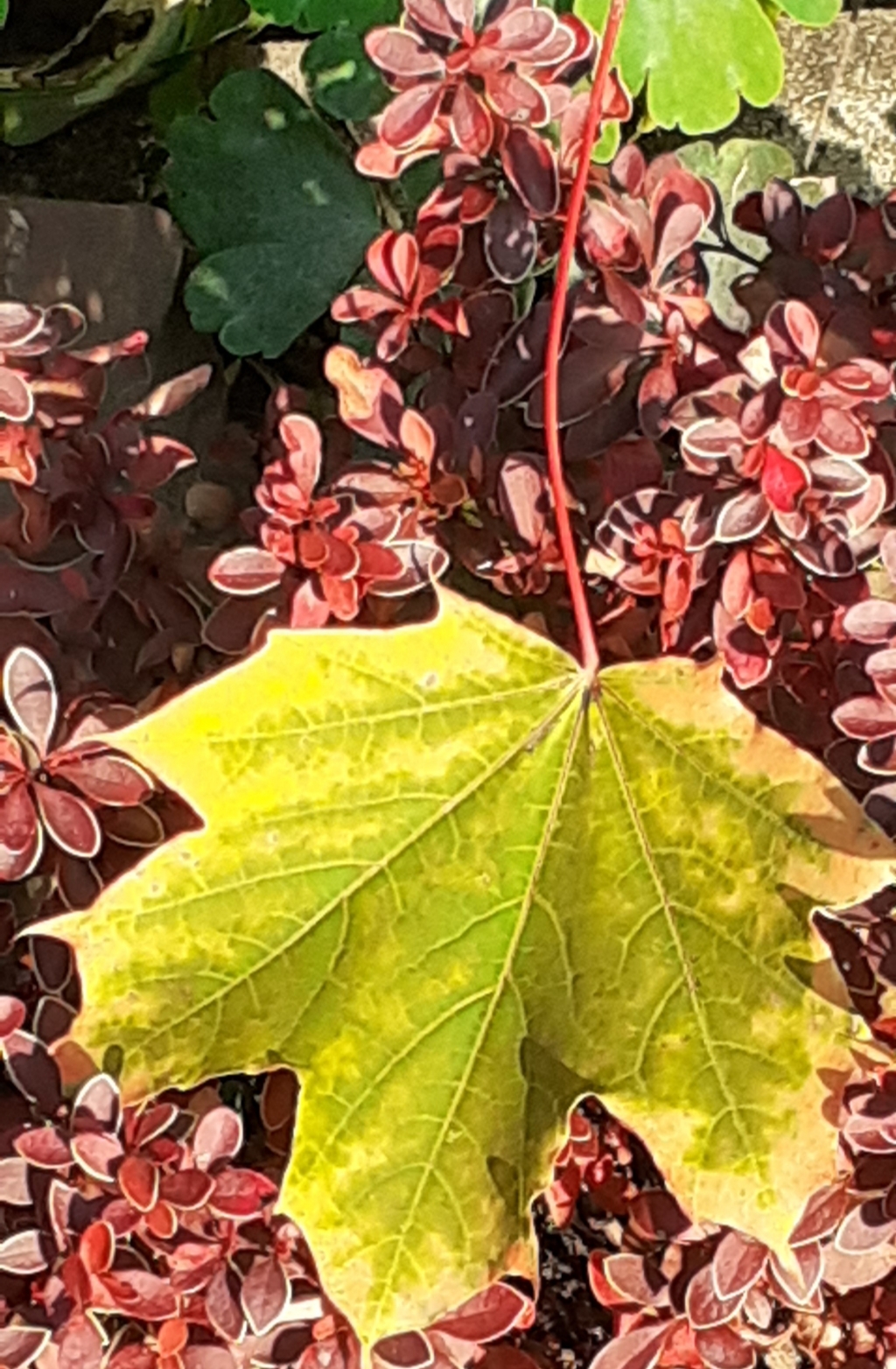 g.7347708.2856100.28078411