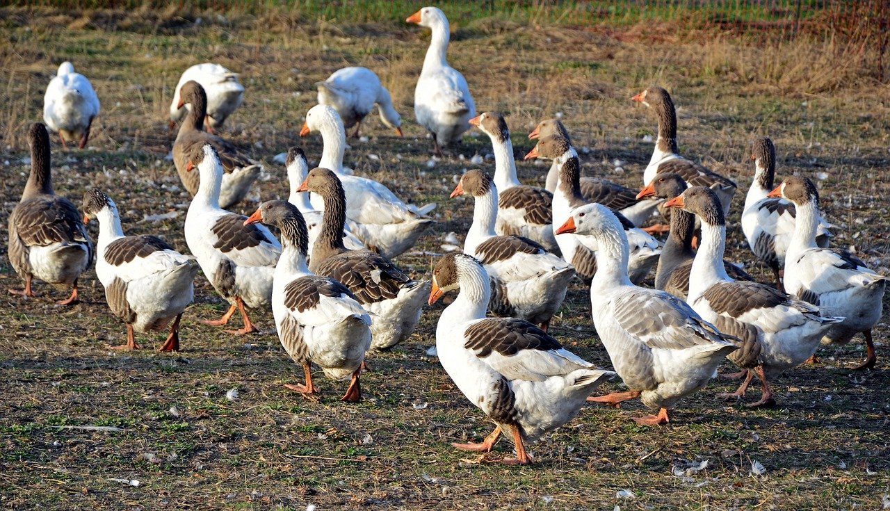 geese-3806885_1280