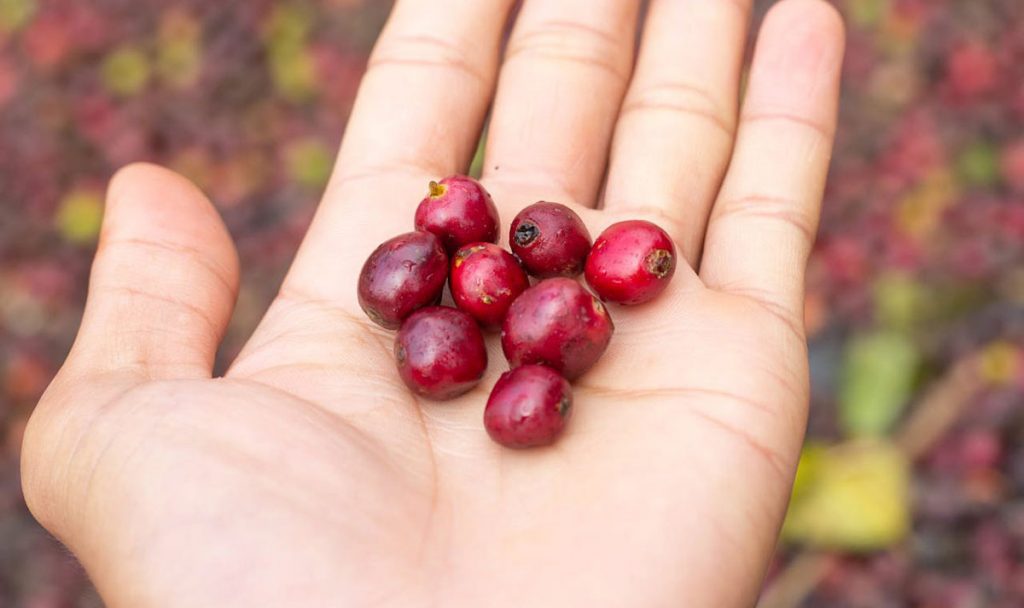 Cranberry und Gesundheit
