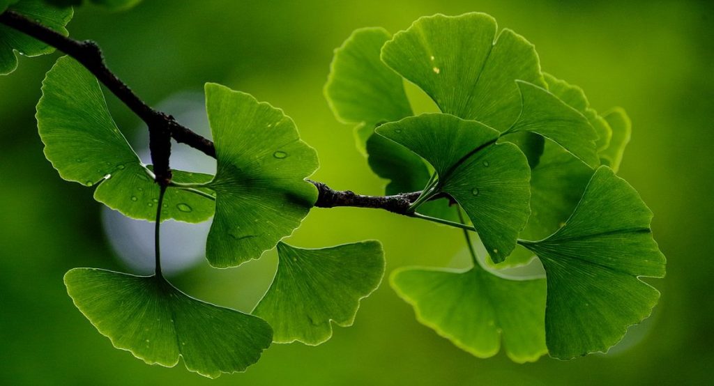 Gingko Biloba