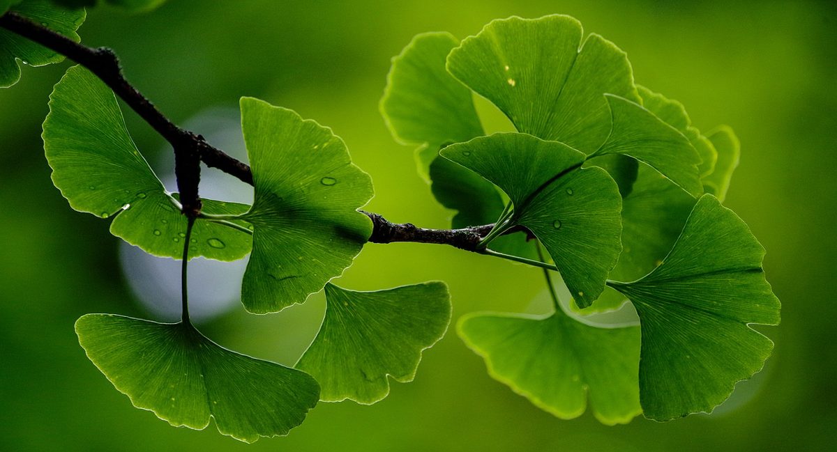 Gingko Biloba