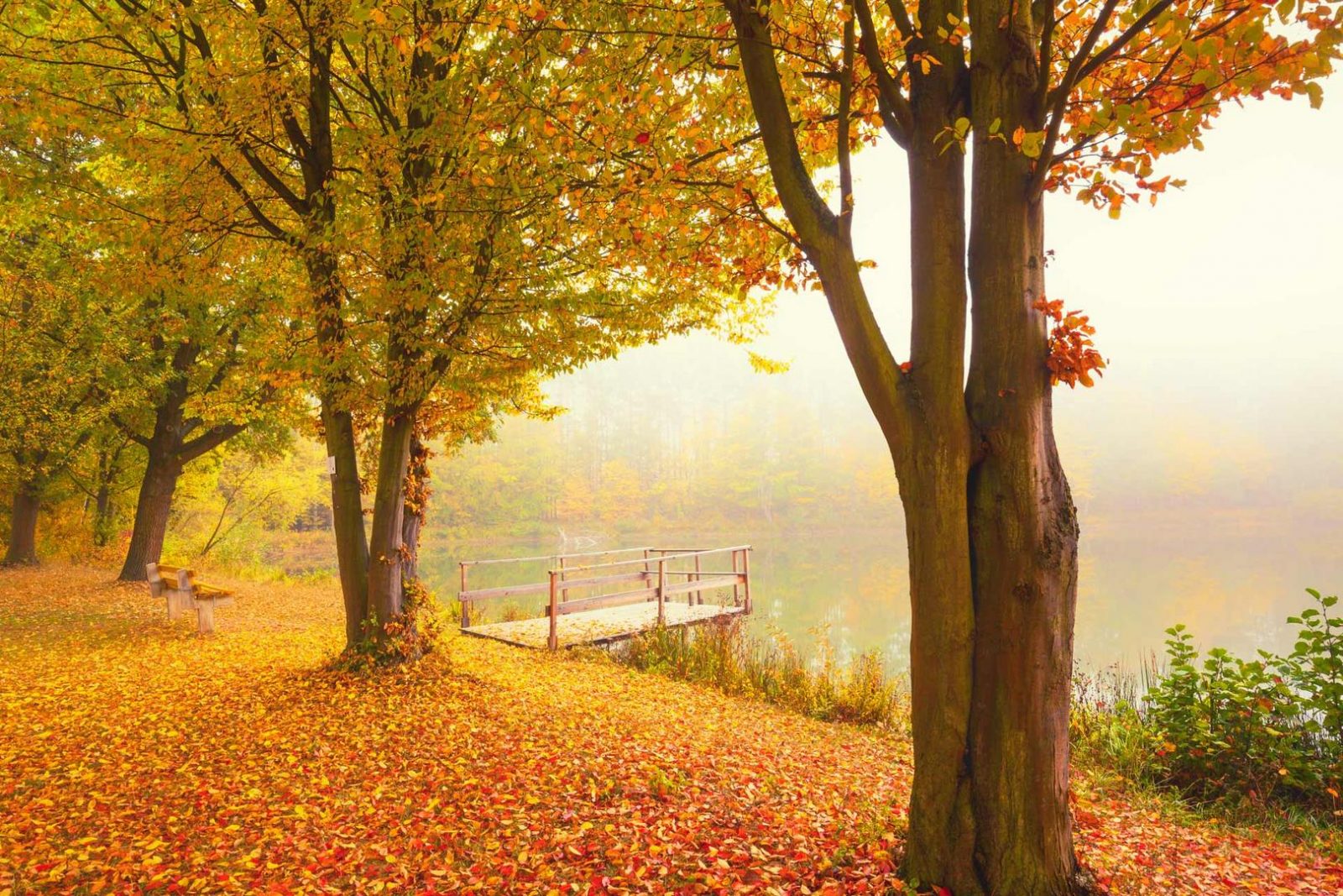 goldener-herbst-fb875c1f-40d0-4cef-8364-8e3fc3d750ab