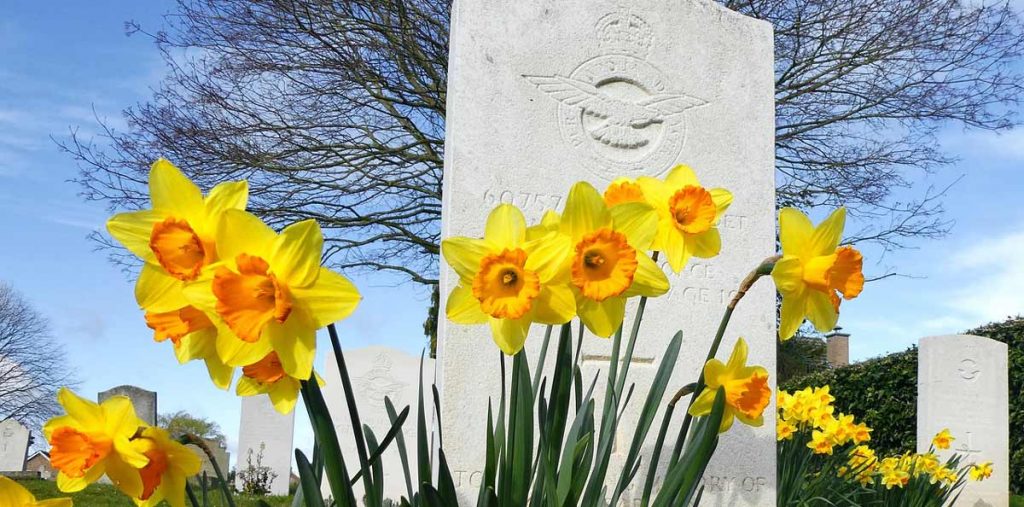 Narzissen am Grab