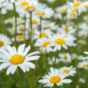 Gruppenlogo von Stundenbuch